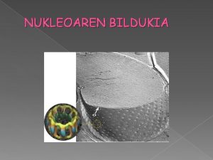 NUKLEOAREN BILDUKIA Zelula eukariotoetan nukleoa inguratzen duen geruza