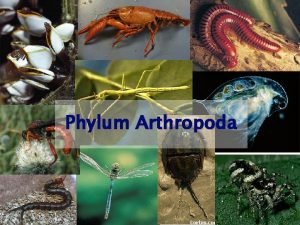 Jointed foot phylum