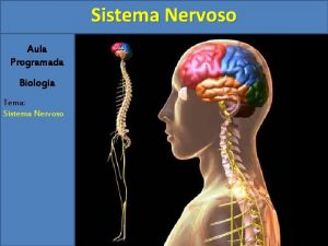 Imagem sistema nervoso central