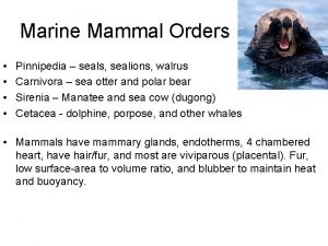 Marine Mammal Orders Pinnipedia seals sealions walrus Carnivora