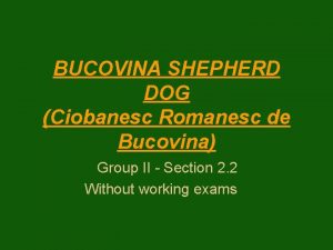 Bucovina shepherd bite force