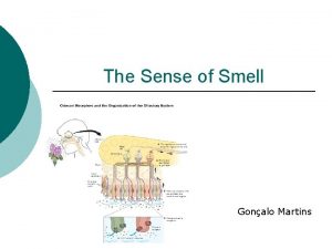 The Sense of Smell Gonalo Martins Olfactory Mucous