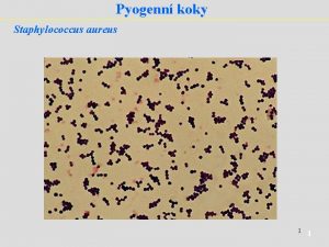 Pyogenn koky Staphylococcus aureus 1 1 Pyogenn koky