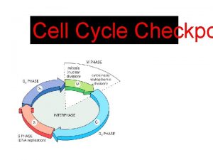 Cell Cycle Checkpo The cell cycle cells duplicate