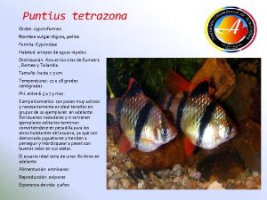 Puntius tetrazona Orden cypriniformes Nombre vulgar tigres pollos