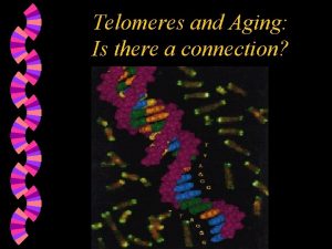 Telomeres and Aging Is there a connection What