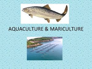 AQUACULTURE MARICULTURE AQUACULTURE The broad term aquaculture refers