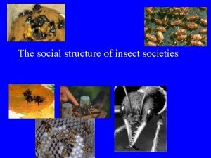 The social structure of insect societies What is