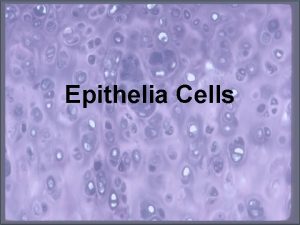 Epithelia Cells Objectives Define Epithelia Cells Identify the