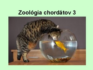 Zoolgia chordtov 3 Trieda Actinopterygii loplutvovce pvodne sladkovodn