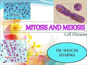 MITOSIS AND MEIOSIS Cell Division DR SHUCHI SHARMA