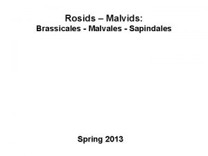 Rosids Malvids Brassicales Malvales Sapindales Spring 2013 Fig