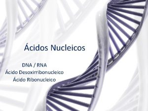 cidos Nucleicos DNA RNA cido Desoxirribonucleico cido Ribonucleico