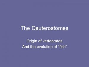 The Deuterostomes Origin of vertebrates And the evolution