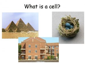 What is a cell Pyramids The Great Pyramids