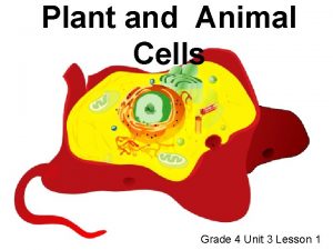 Plant and Animal Cells Grade 4 Unit 3