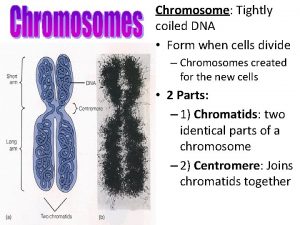 Chromosome Tightly coiled DNA Form when cells divide