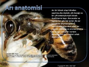 Arı anatomisi