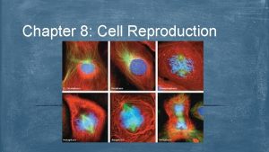 Cell with 4 chromosomes