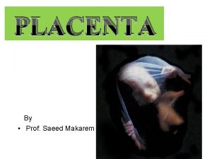 Development of placenta