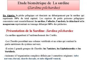 Sardine anatomie