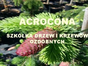 ACROCONA SZKKA DRZEW I KRZEWW OZDOBNYCH O SZKCE