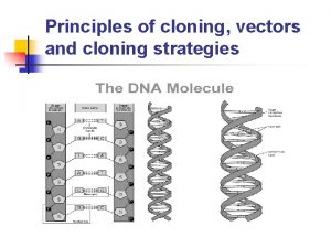 Principles of cloning vectors and cloning strategies DNA