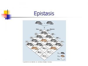 Epistasis Definition n n Epistasis is a form