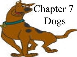 Chapter 7 Dogs The Hound Group Afghan Hound