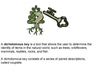 A dichotomous key is a tool that allows