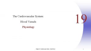 Chapter 19 the cardiovascular system blood vessels