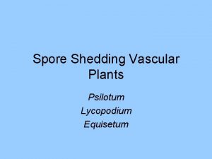 Lycopodium sporophyll