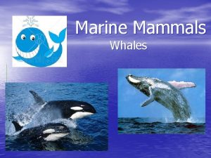 Marine Mammals Whales Order Cetacea 90 species Whales