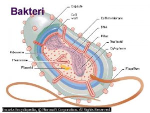 Bakteri PROSES PEMBUAHAN SEL TELUR OLEH SPERMA Paramecium