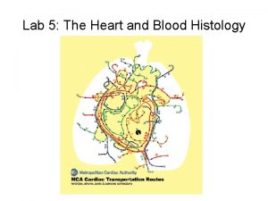 Lab 5 The Heart and Blood Histology mediastinum