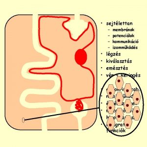 sejtlettan membrnok potencilok kommunikci izommkds lgzs kivlaszts emszts