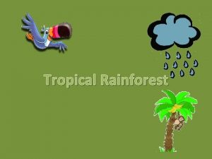 Tropical rainforest predator and prey relationships