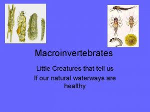 Macroinvertebrates Little Creatures that tell us If our