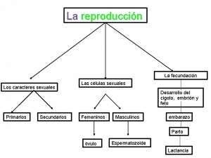 Caracteres sexuales secundarios y primarios Caracteres sexuales secundarios y primarios