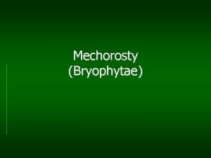 Mechorosty Bryophytae Bryophyta bryon mech phyton rostlina termn