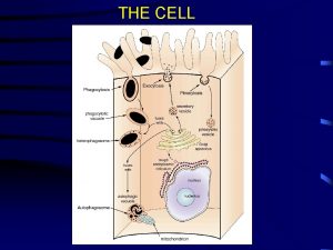 Latin word of cell