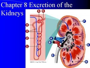 Hydrogen secretion in kidney