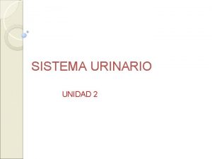 SISTEMA URINARIO UNIDAD 2 INTRODUCCION Sistema Urinario Cul