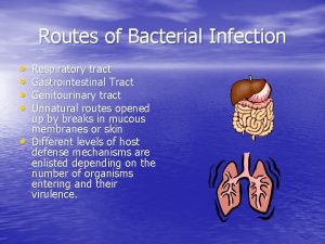 Routes of Bacterial Infection Respiratory tract Gastrointestinal Tract