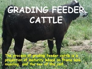 1 GRADING FEEDER CATTLE The process of grading