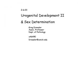 2 6 03 Urogenital Development II Sex Determination