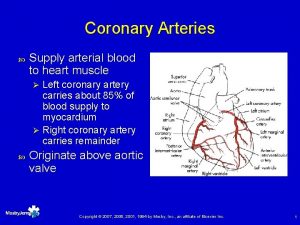 Coronary Arteries Supply arterial blood to heart muscle