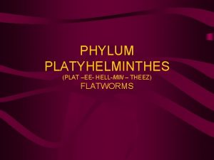 Plat worm