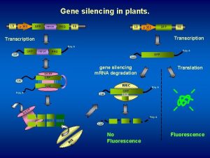 Gene silencing in plants LB p 35 S