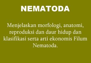 NEMATODA Menjelaskan morfologi anatomi reproduksi dan daur hidup